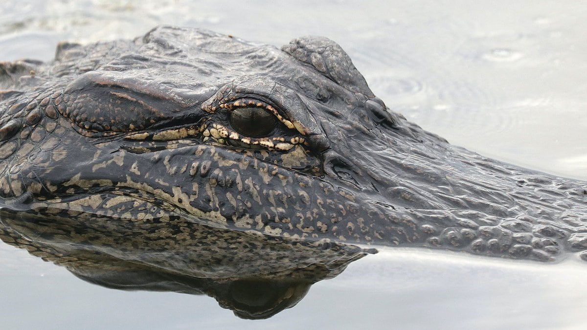 Wardens release photo of alligator found in Oklahoma lake