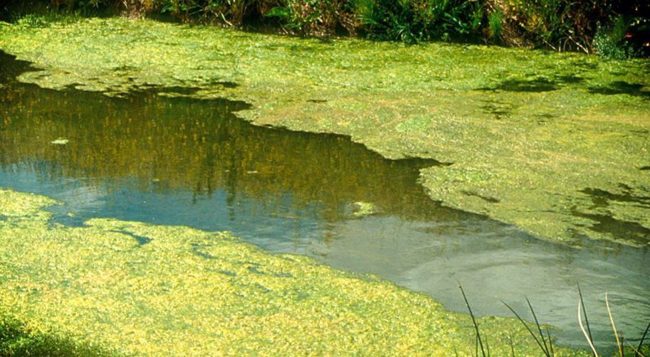 Marion Co. Lake, Reservoir under blue-green algae warning - Vimarsana News
